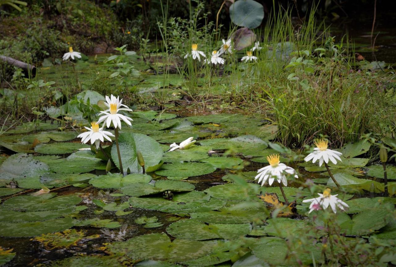 Mena Creek Flower House Exteriér fotografie