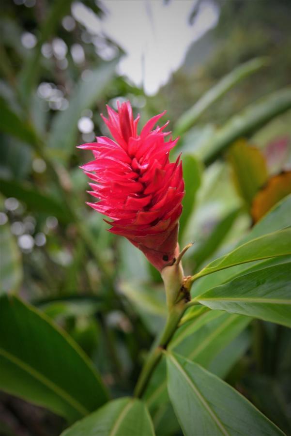 Mena Creek Flower House Exteriér fotografie